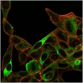 Immunofluorescent staining of PFA-fixed human HeLa cells using SIRT3 antibody (green, clone PCRP-SIR