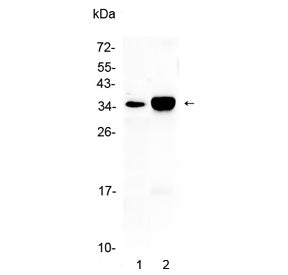 Western blot testing of 1) rat lung and 2) mouse lung tissue with CA4 antibody at 0.5ug/ml. Predicte