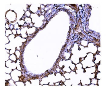 Superoxide dismutase 3 Antibody / Sod3