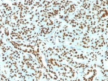 Histone H1 Antibody