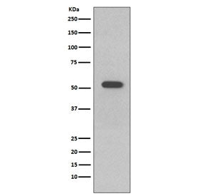 KRT10 Antibody / Cytokeratin 10