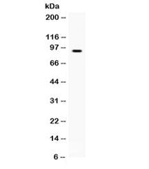 Western blot testing of human HepG2 cell lysate with BCAR3 antibody. Expected/observed molecular wei