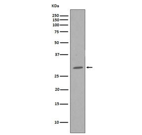 CDK1 Antibody
