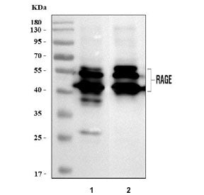 Rage Antibody / Ager