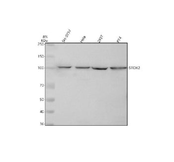Western blot analysis of STOX2 using anti-STOX2 antibody. Lane 1: human SH-SY5Y whole cell lysates, 