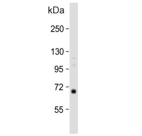 Western blot testing of human spleen tissue lysate with CalDAG-GEFI antibody. Predicted molecular we