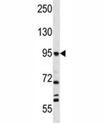 FAP Antibody