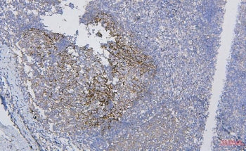 CD35 Antibody