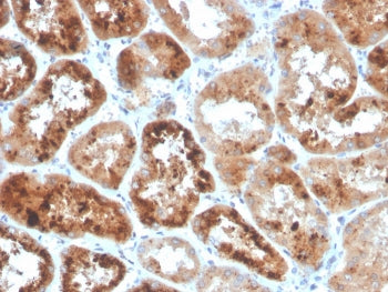 IHC staining of FFPE human kidney with RBP4 antibody. HIER: boil tissue sections in pH 9 10mM Tris w