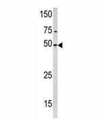 PXK Antibody