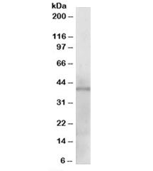 KLF3 Antibody