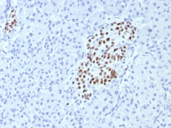 INSM1 Antibody / Insulinoma associated protein 1