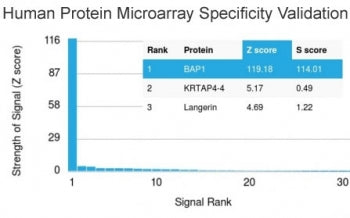 Analysis of HuProt(TM) microarray containing more than 19,000 full-length human proteins using BAP1 