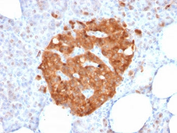 XAB1 Antibody