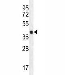 Caspase-5 Antibody