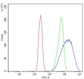 HSD17B2 Antibody