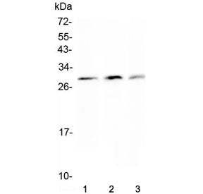 Kallikrein-2 Antibody