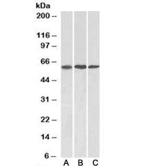 MMP14 Antibody