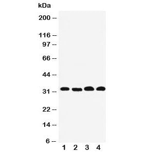 Prohibitin 2 Antibody