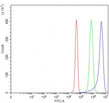 NAAA Antibody / N-acylethanolamine-hydrolyzing acid amidase
