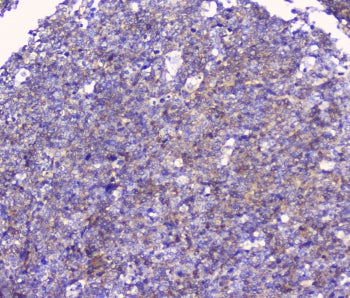 CD32 Antibody / FCGR2A
