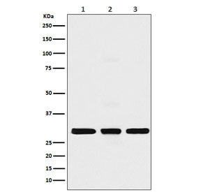 Histone H1.2 Antibody / HIST1H1C