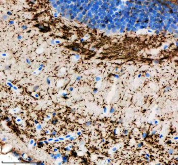 Immunohistochemical analysis of Hrasa/b protein using Zebrafish Hras antibody and paraffin-embedded 