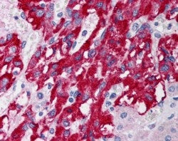 IHC testing of FFPE human adrenal gland with DLC1 antibody at 5ug/ml. HIER: steamed with pH6 citrate