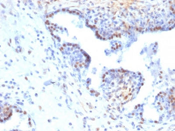 RAD51 Antibody