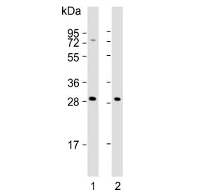 NKG2A Antibody / KLRC1