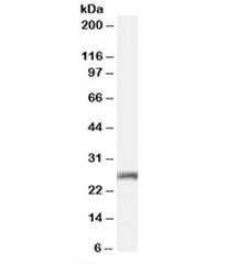 Connexin 26 Antibody