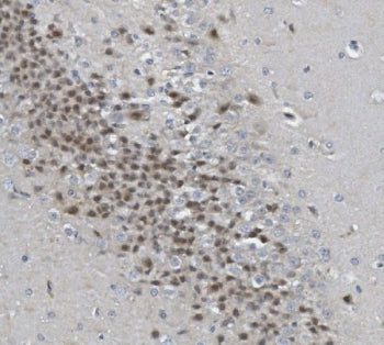 Rad9b Antibody