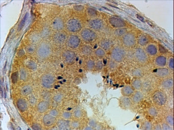 PIWIL1 Antibody