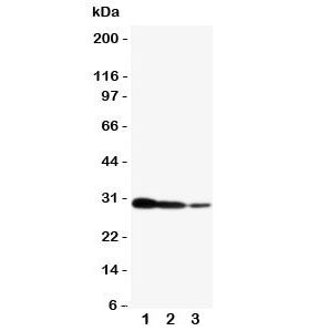 CRTC2 Antibody