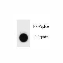 Caspase-3 Antibody (phospho-S12)