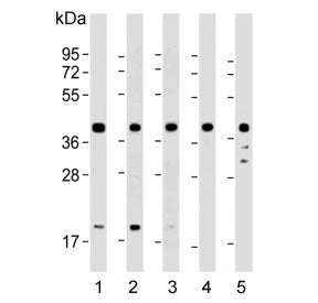Cyclophilin D Antibody