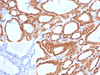 PAX8 Antibody