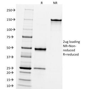 SDS-PAGE Analysis of Purified, BSA-Free CD10 Antibody (clone FR4D11). Confirmation of Integrity and 
