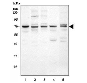GRK5 Antibody