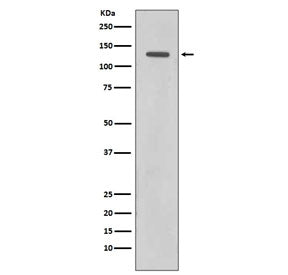 Rad21 Antibody