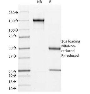 SDS-PAGE Analysis of Purified, BSA-Free L1CAM Antibody (clone UJ127). Confirmation of Integrity and 