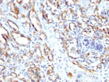 CD31 Antibody / PECAM-1