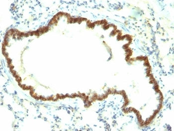 EpCAM Antibody