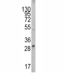 Western blot analysis of SCF antibody and 293 lysate. Expected molecular weight ~31 kDa (unmodified)