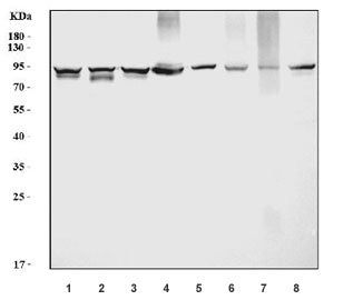 Western blot testing of 1) human HeLa, 2) human HepG2, 3) human Caco-2, 4) human HL-60, 5) rat liver
