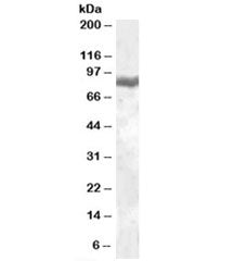 LTF Antibody