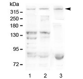 Dystrophin Antibody