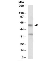 SIGLEC6 Antibody