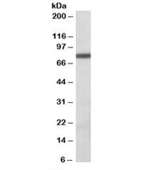Western blot testing of Daudi lysate with ZBTB24 antibody at 1ug/ml. Predicted molecular weight: ~78