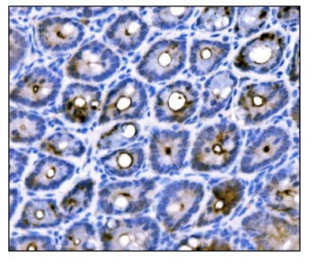 Duox2 Antibody